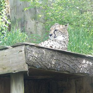 South African cheetah 170524