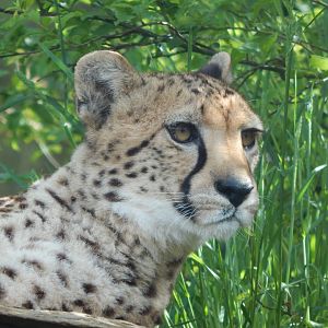 South African cheetah 170524