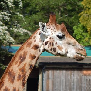 Rothschild's giraffe 170524