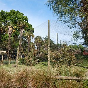 Roseate spoonbill aviary 170524