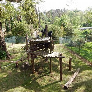 King colobus exhibit 170524