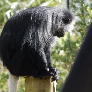 King colobus 170524