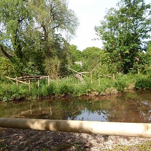 Black howler monkey exhibit 170524
