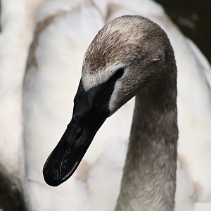 Trumpeter Swan (Cygnus buccinator)