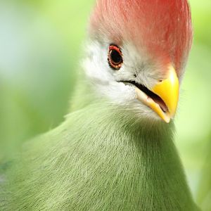 Red-crested Turaco (Tauraco erythrolophus)