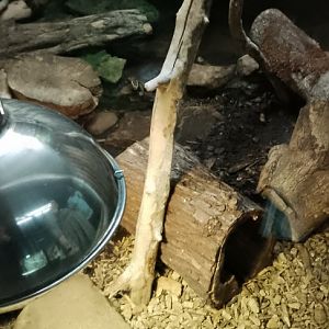 South Asian Box Turtle