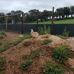 Black Tailed Prairie Dog