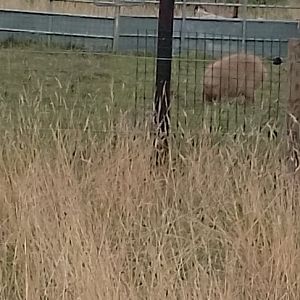 Capybara