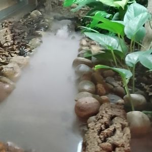 Maranon / Dyeing Poison Frog Exhibit