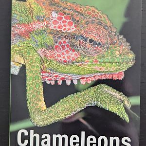 Chameleons of Southern Africa