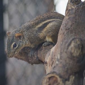 Berdmore's Ground Squirrel (Menetes berdmorei)