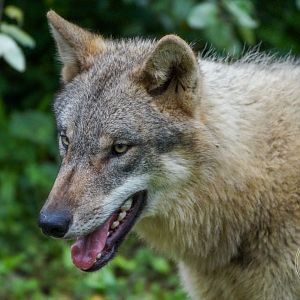Gray Wolf (Canis lupus)