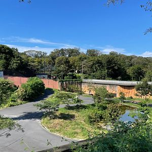African Lion Exhibit (Safari Bus)