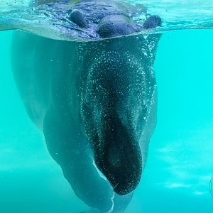 Malayan Tapir (Tapirus indicus)