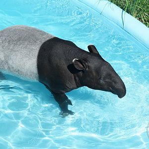 Malayan Tapir (Tapirus indicus)