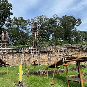 Bornean Orangutan (Pongo pygmaeus)  Exhibit