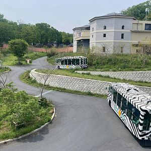 African Lion Exhibit with Safari Bus