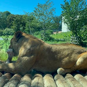 African Lion View from Safari Bus