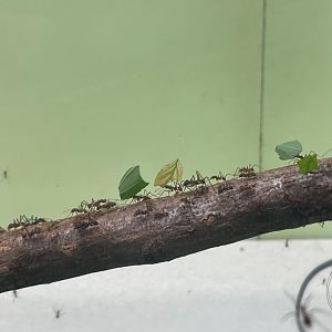 Leaf-cutter Ant (Atta sexdens) Exhibit