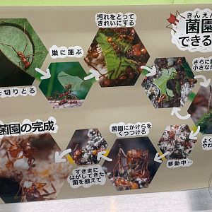 Leaf-cutter Ant (Atta sexdens) Sign