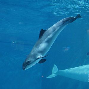 Harbour Porpoise (Phocoena phocoena)