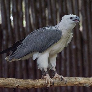 White-bellied Sea Eagle (Icthyophaga leucogaster)