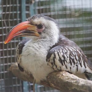 Red-billed Hornbill (Tockus sp.)