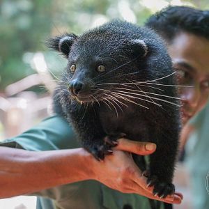 Binturong (Arctictis binturong) with Zookeeper
