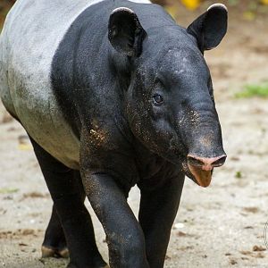 Malayan Tapir (Tapirus indicus)