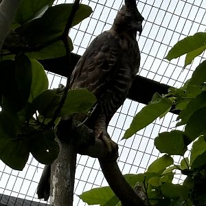 Javan Hawk Eagle