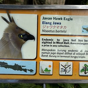 Javan Hawk Eagle Sign