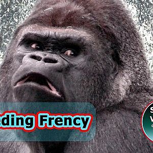 Karate-Kicks and Silverback's Grumble Will Make You