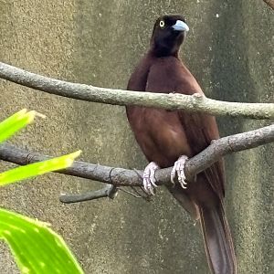 Greater Bird of Paradise