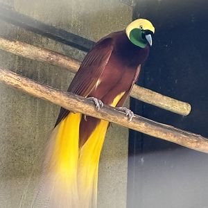 Greater Bird of Paradise