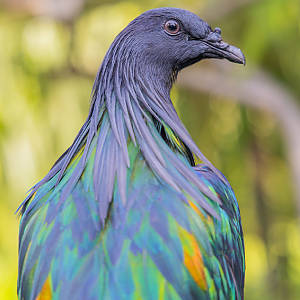 Nicobar Pigeon