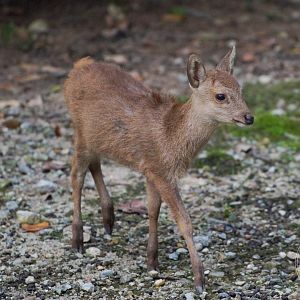 Bawean deer (Axis kuhlii)