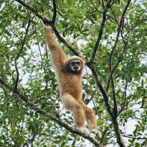 White-handed Gibbon (Hylobates lar)