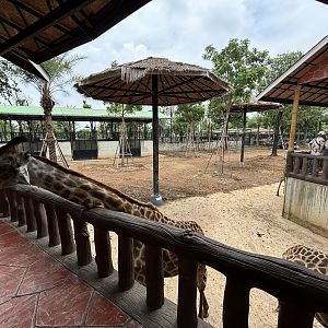 Giraffe/Zebra Exhibit - Lion Park