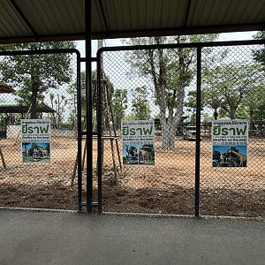 Giraffe/Zebra Exhibit - Lion Park