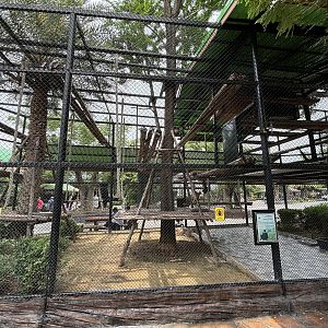 White-cheeked Gibbon Exhibit - Lion Park