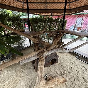 Sand Cat Exhibit - Lion Park