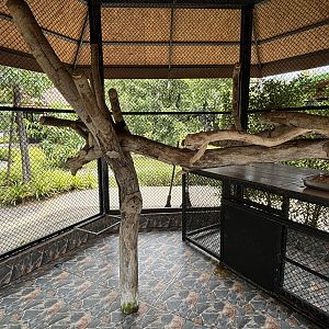 Greater Galago Exhibit - Lion Park