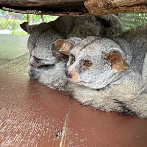Greater Galagos - Lion Park