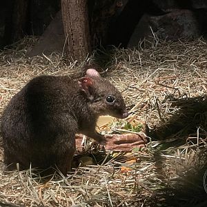 Woylie (Bettongia penicillata)