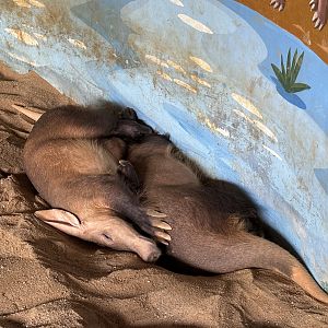 Aardvarks - Lion Park