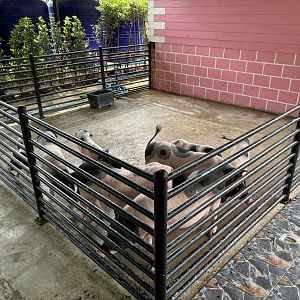 Domestic Pigs - Lion Park