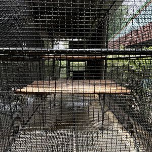 Raccoon Exhibit #1 - Lion Park