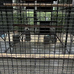 Common Marmoset Exhibit #1 - Lion Park