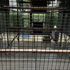 Geoffroy’s Marmoset Exhibit - Lion Park