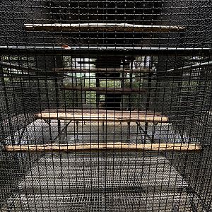 Raccoon Exhibit #2 - Lion Park